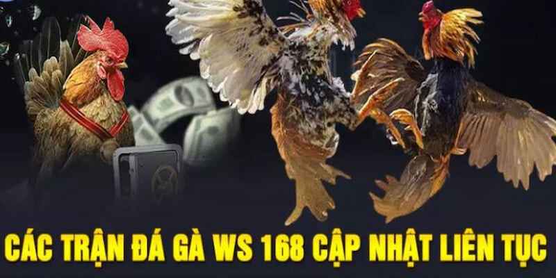 3 lối gà đá thường gặp nhất tại WS 168