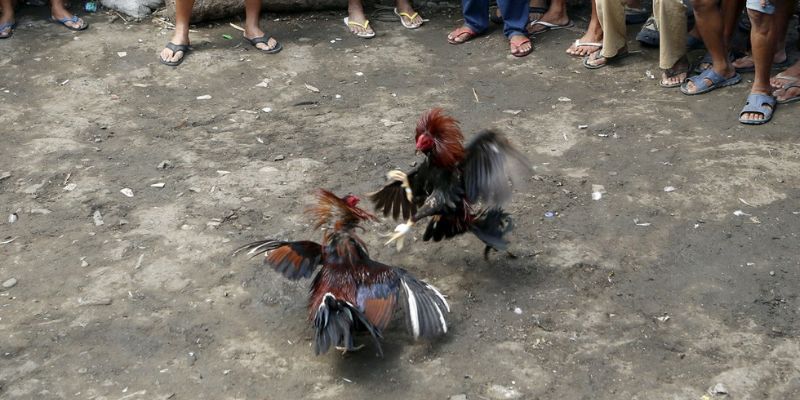 Đá gà cựa dao và thời gian